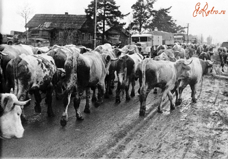 Новгородская область - Стадо коров гонят к ж/д станции для отправки в Германию