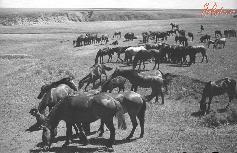 Самарская область - Лошади на пастбище