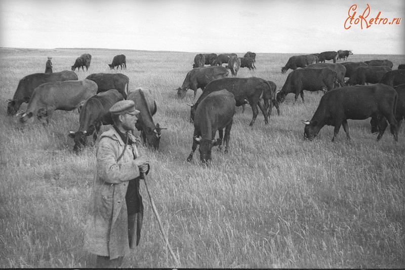 Самарская область - Пастух с коровами на пастбище