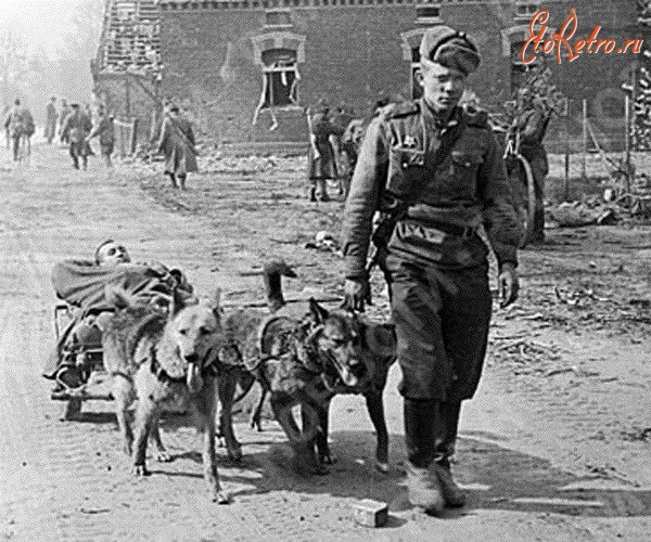 Разное - Собаки на войне