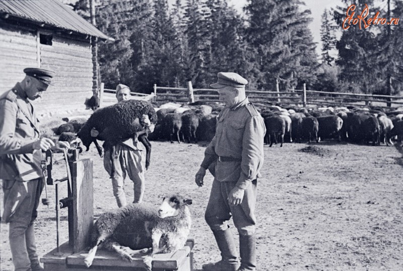 Разное - Военнослужащие интендантской службы взвешивают овец