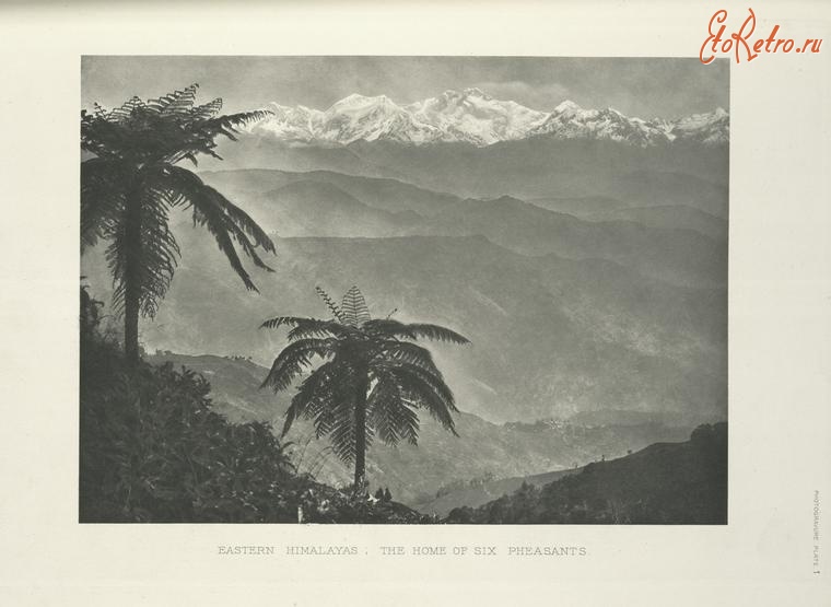 Разное - Восточные Гималаи, дом шести видов фазанов, 1918-1922