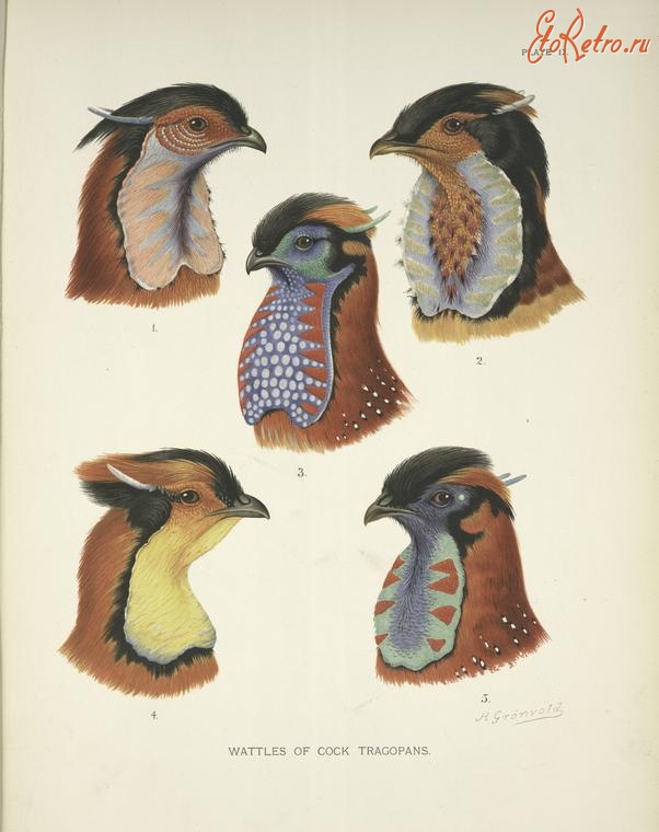 Разное - Окраска петушков разных видов трагопана, 1918-1922