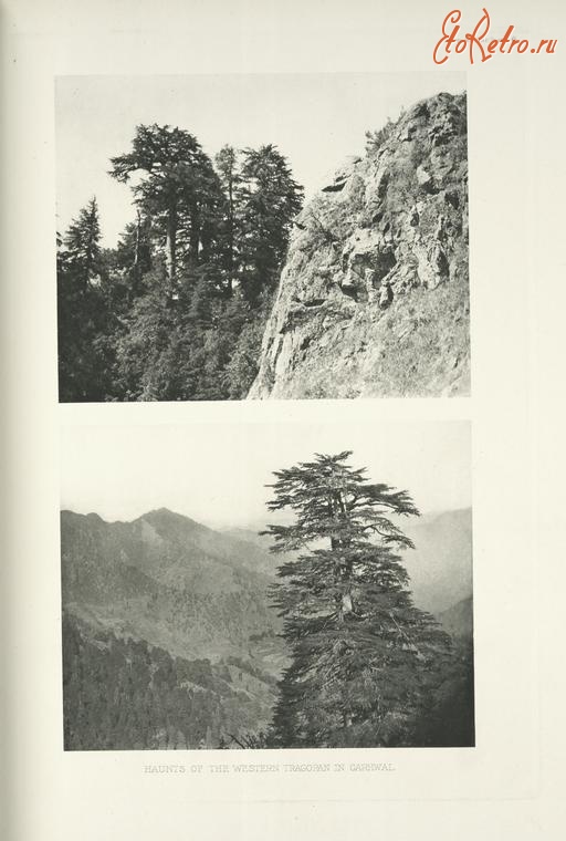Разное - Гималаи. Места обитания западного трагопана, 1918-1922