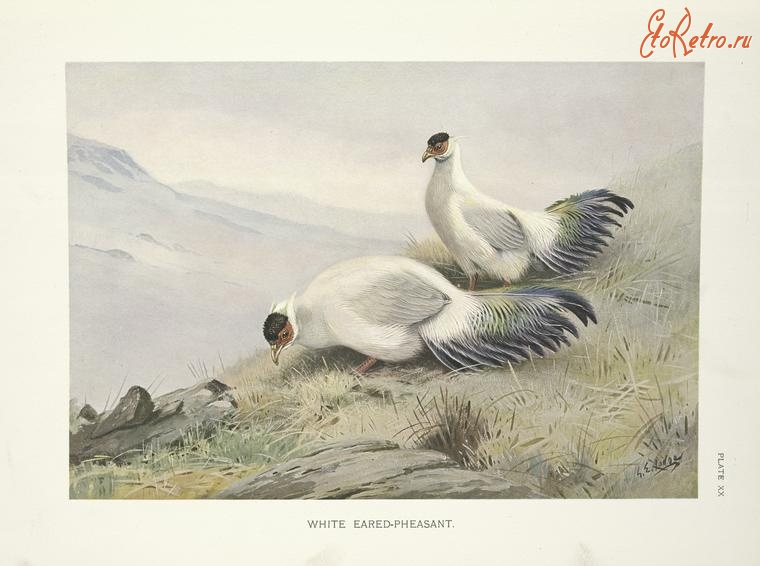 Разное - Белый ушастый фазан, Crossoptilon tibetatum, 1918-1922