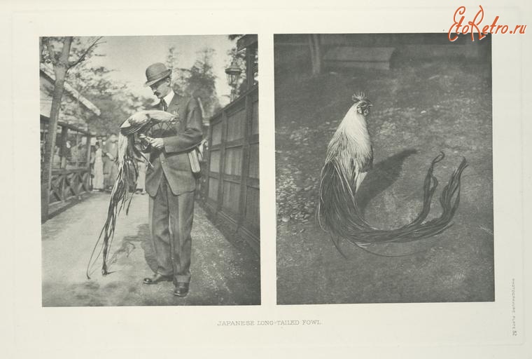 Разное - Японский длиннохвостый петух, 1918-1922