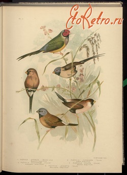 Разное - Фауна.  Птахи Австралії.