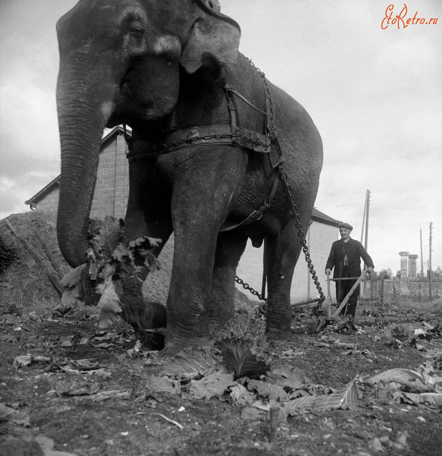 Разное - Слоны в сельском хозяйстве