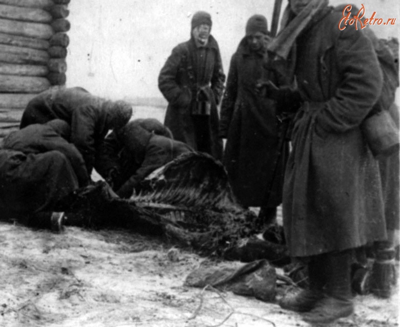 Россия - Советские военнопленные обдирают остатки мяса с трупа павшей лошади