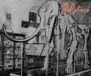 Житомир - Скелет мамонта в отделе природы  обласного краеведческого музея(Семинарийский костел)