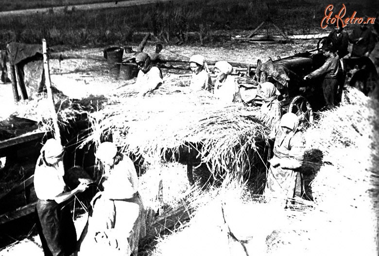 Смоленская область - Молотьба хлеба в колхозе «Путь социализма» в районе, освобожденном от оккупации