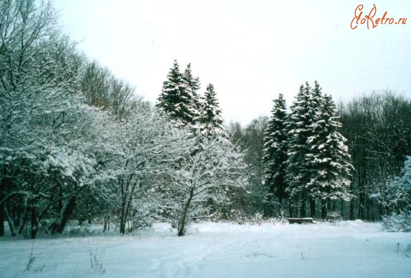 Москва - Бирюлёвский дендропарк. Зима, 16 декабря 2000 г.