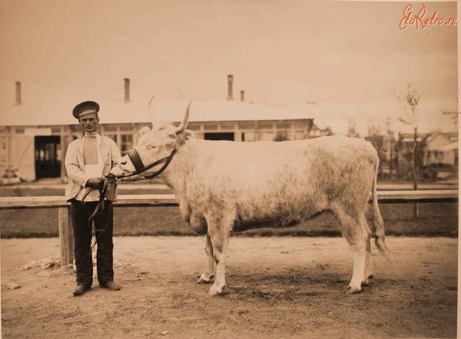 Москва - Выставка племенного рогатого скота