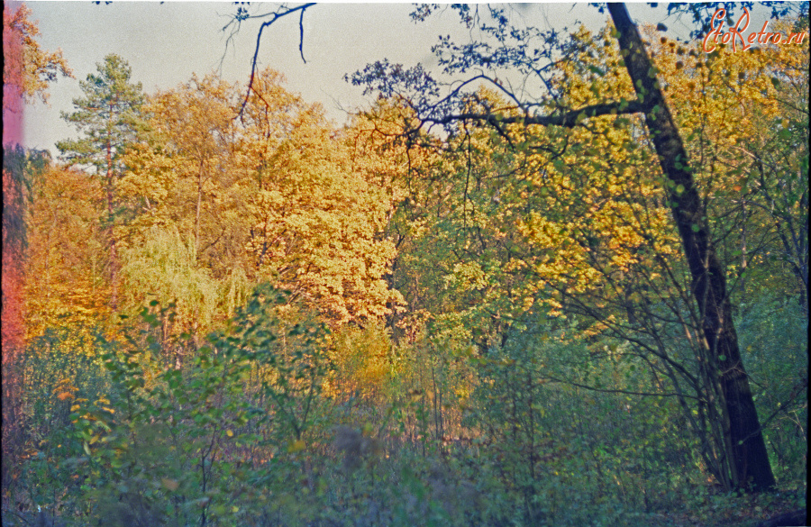 Киев - 2003 год. Украина. Киев. Голосеевский лес.