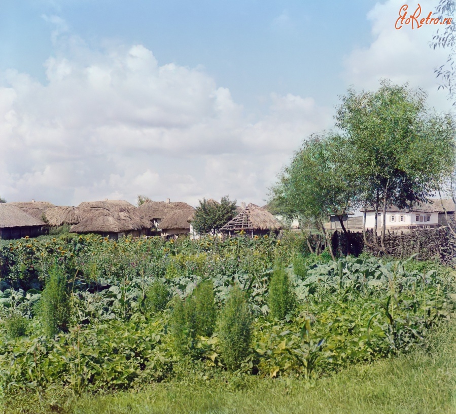 Путивль - Деревня в окрестностях Путивля. Огород, 1904-1905
