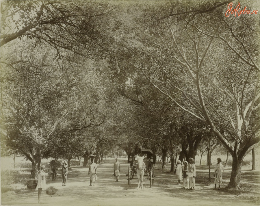 Индия - В одном из индийских парков. 1900