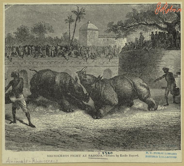 Индия - Бой носорогов в Вадодаре, 1899