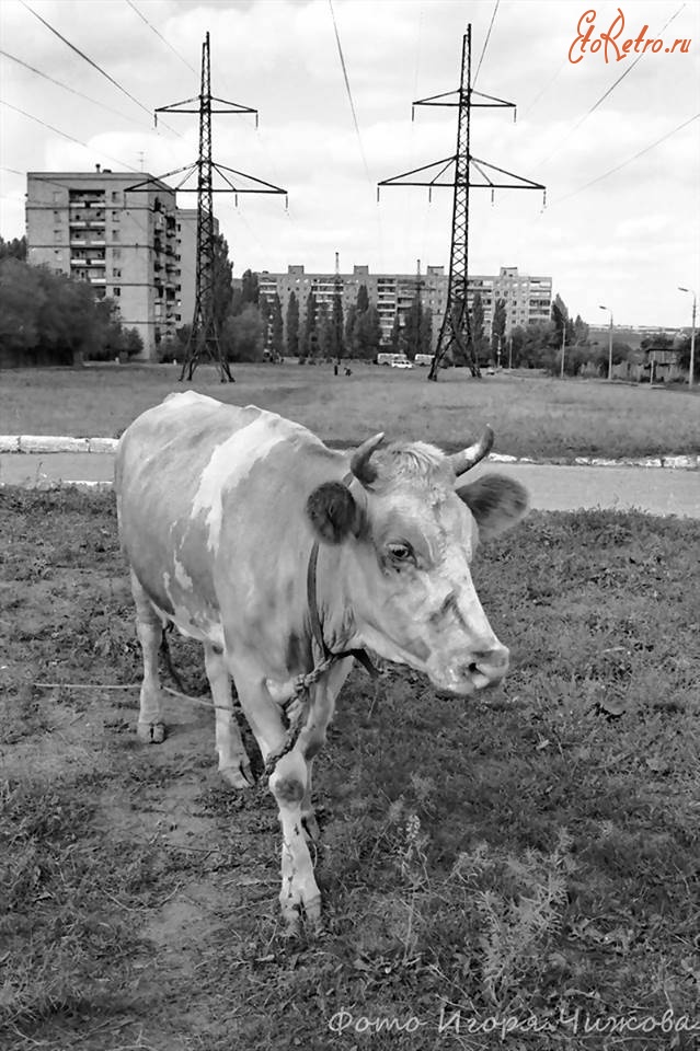 Саратов - Корова в городе