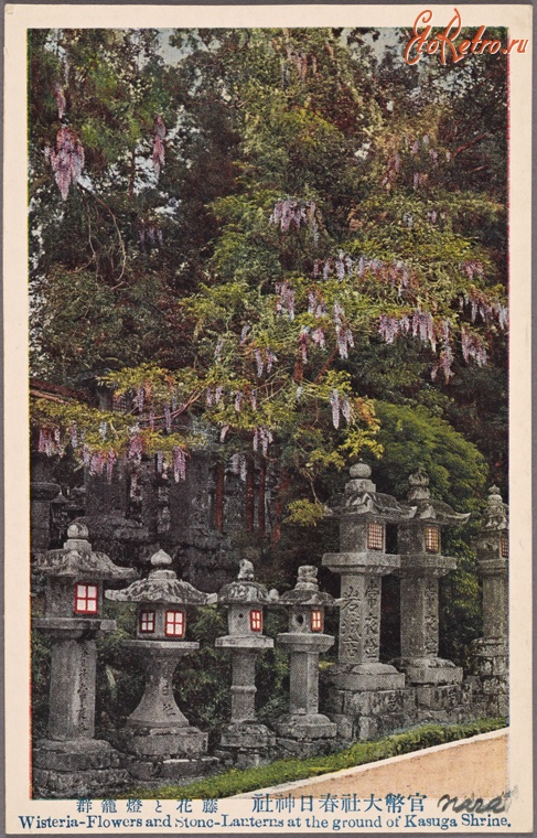 Япония - Нара. Цветущая глициния в храме Касуга, 1915-1930