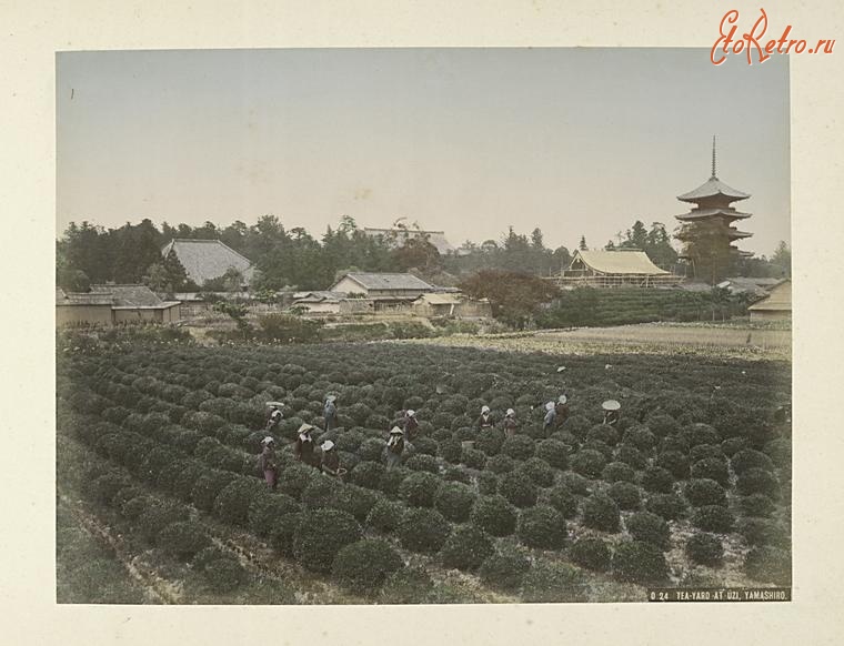 Япония - Чайные плантации в Узи, Ямаширо, 1890-1899