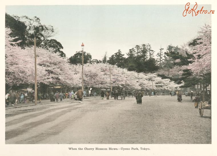 Токио - Цветущие вишни в парке Уено Коен, 1910-1919