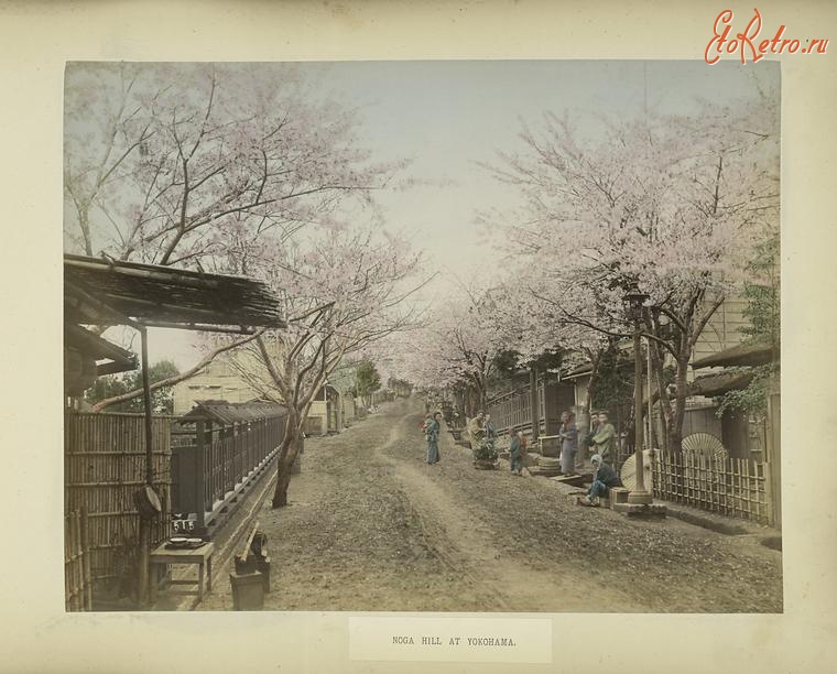 Иокогама - Цветение сакуры на горе Нога, 1890-1909