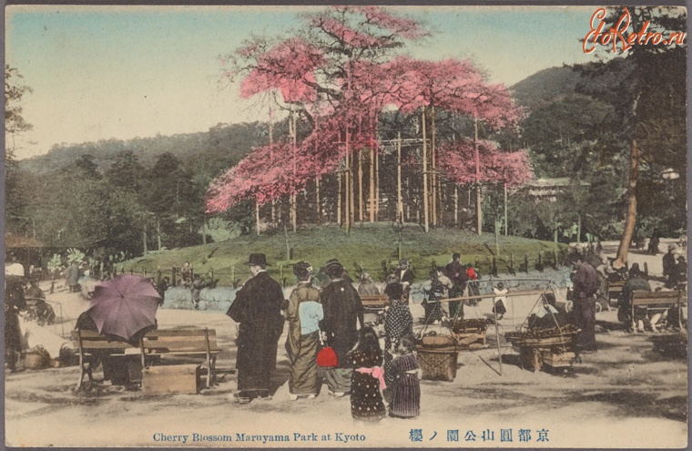 Киото - Цветущая сакура в парке Маруяма в Киото, 1907-1918