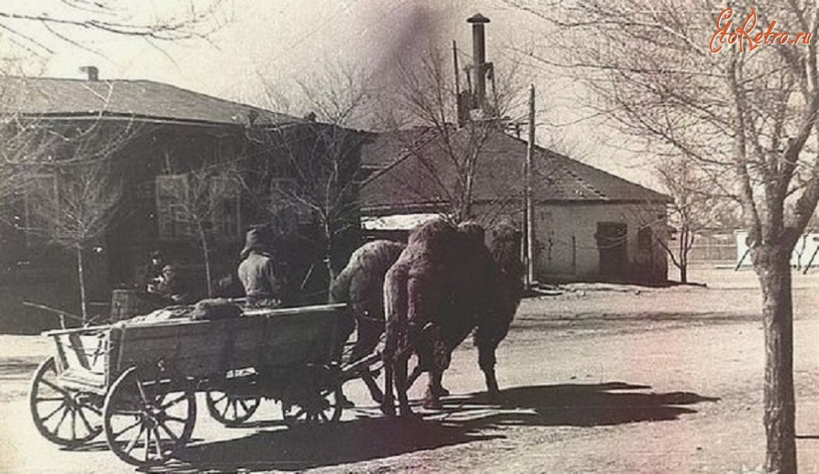 Актюбинская область - Повозка запряженная верблюдами на улицах Актюбинска.