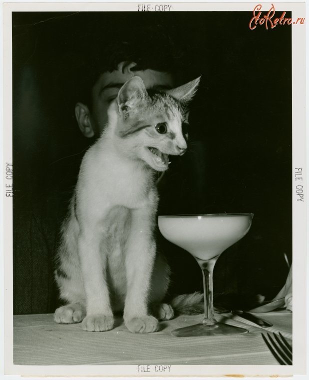 Старые магазины, рестораны и другие учреждения - Улыбающийся котик с коктейлем в мужском клубе Нью-Йорка