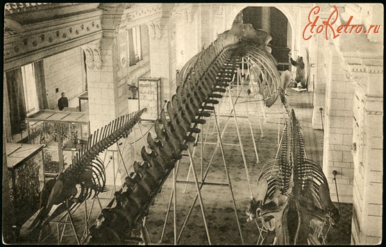 Ретро открытки - Университетская набережная Зоологический музей Академии наук