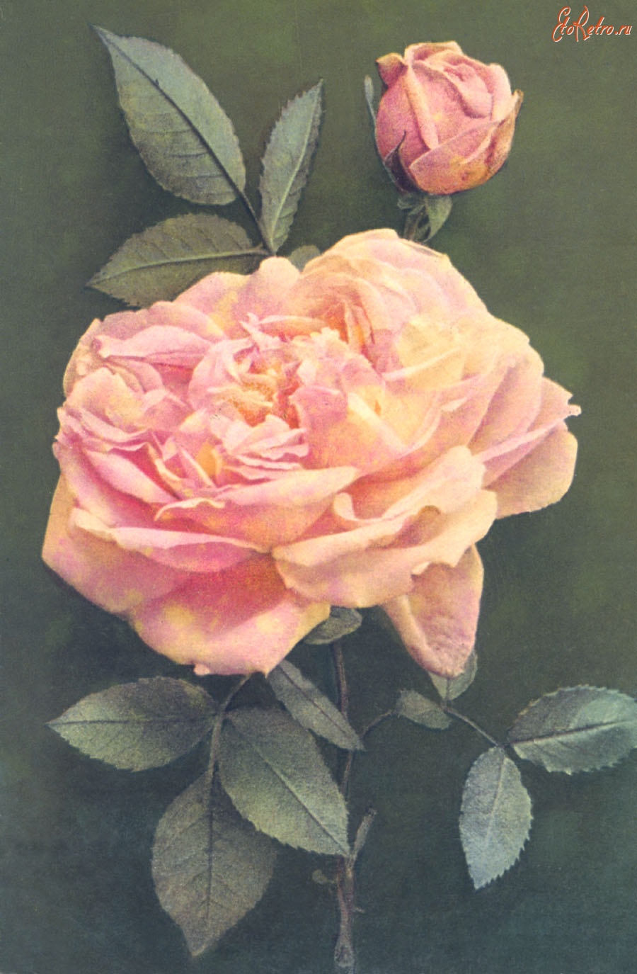 Ретро открытки - Роза Пауля Бендера