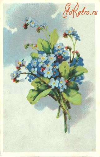 Ретро открытки - Открытка. Коллекция открыток. Букет полевых цветов.