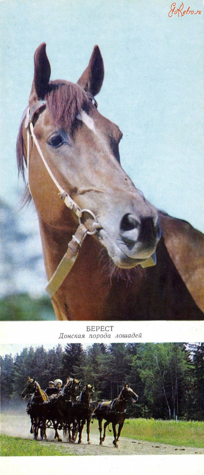 Ретро открытки - Породы лошадей.