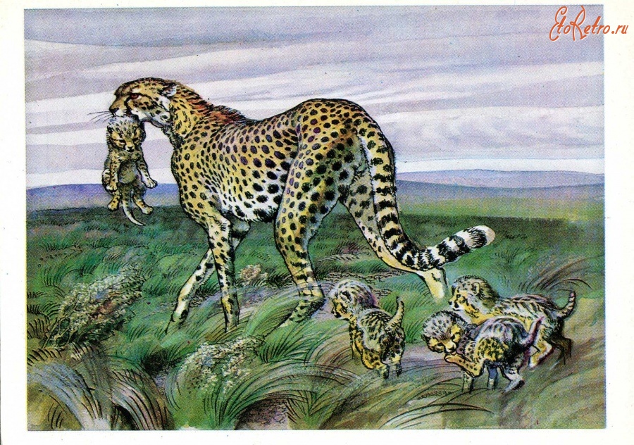 Ретро открытки - Азиатский гепард.