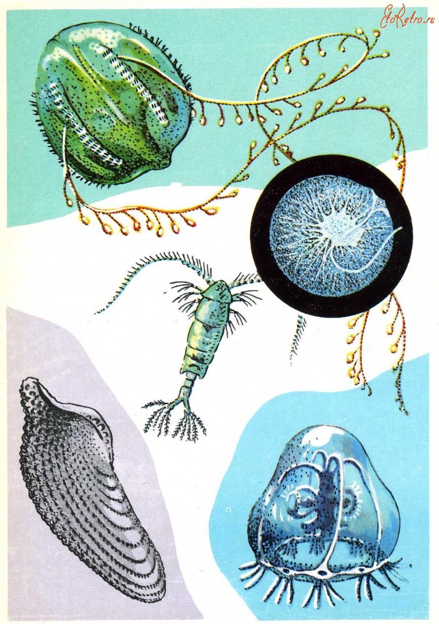 Ретро открытки - Живой свет моря.