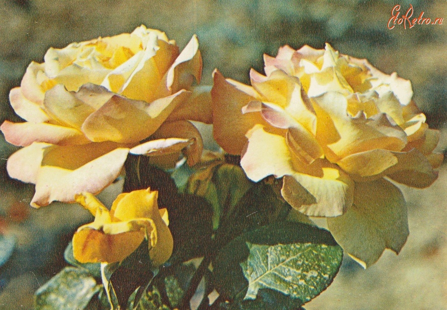 Ретро открытки - Розы.