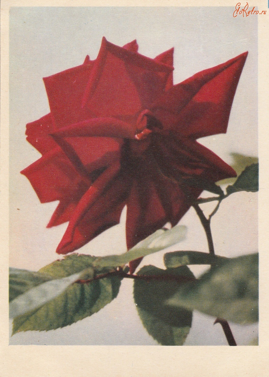 Ретро открытки - Красная роза.