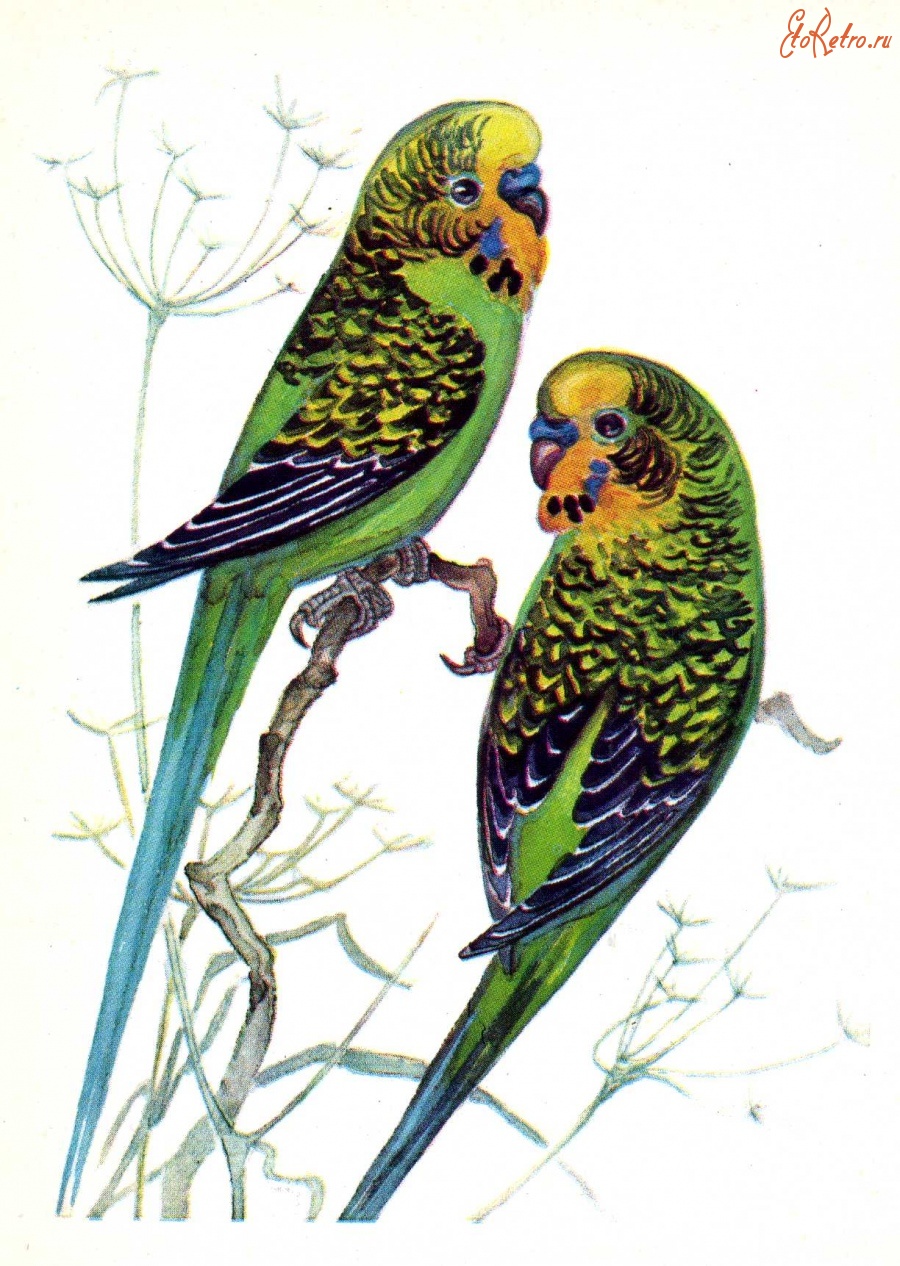 Ретро открытки - Волнистый попугайчик.