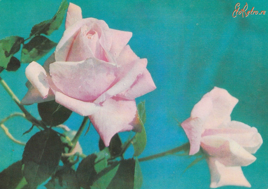 Ретро открытки - Две розы.