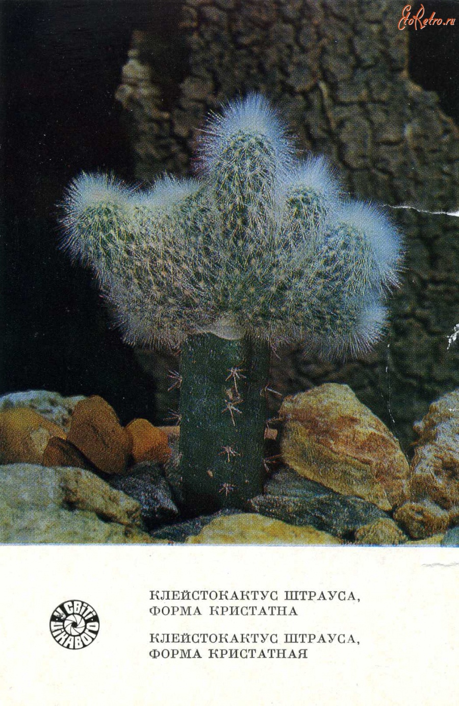 Ретро открытки - Клейстокактус Штрауса, форма кристатная.