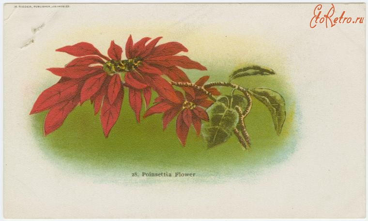 Ретро открытки - Пуансеттия - Рождественский цветок