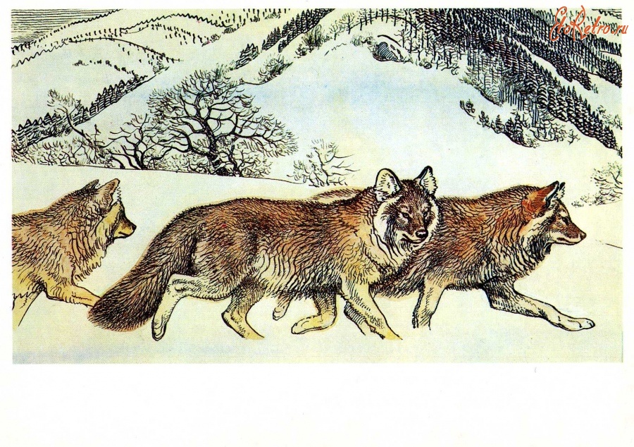 Ретро открытки - Красный волк.