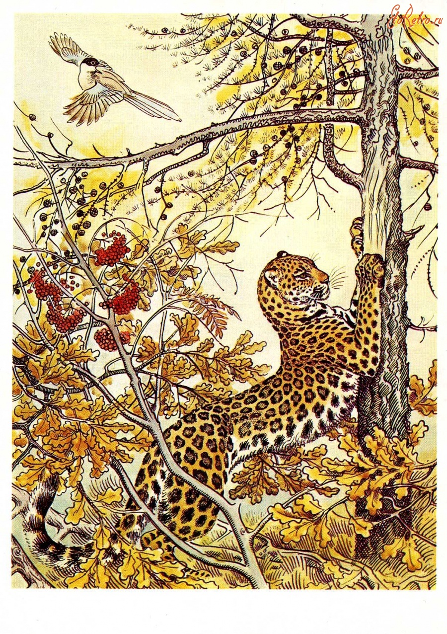 Ретро открытки - Амурский леопард.