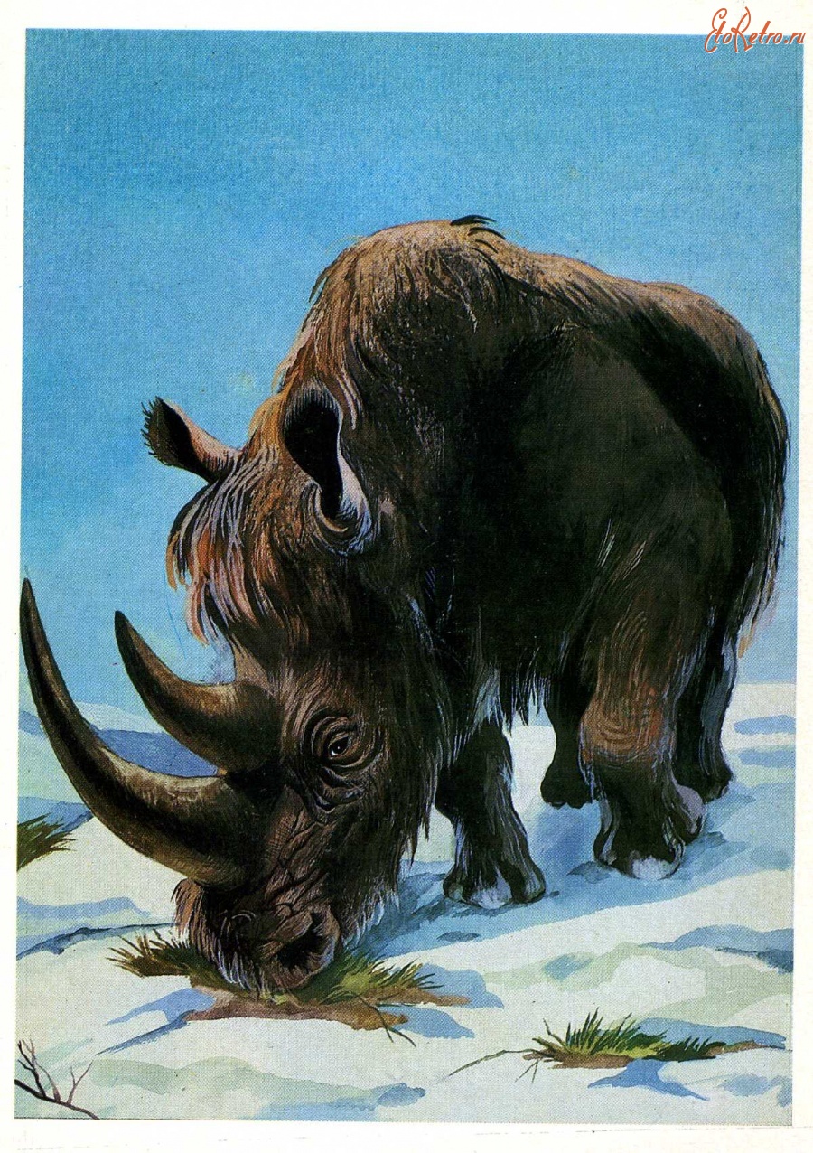 Ретро открытки - Шерстистый носорог.