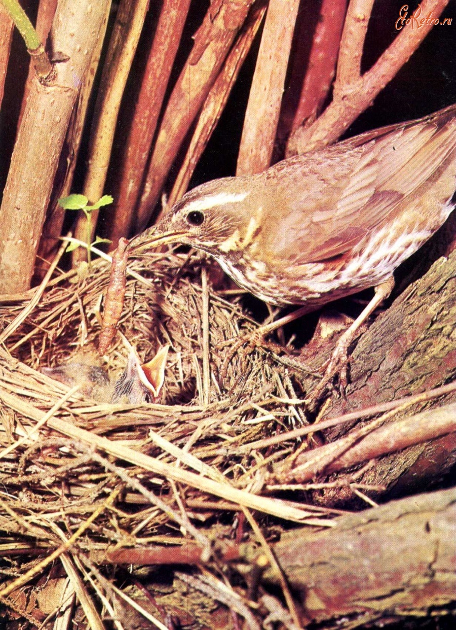 Ретро открытки - Белобровик у гнезда.
