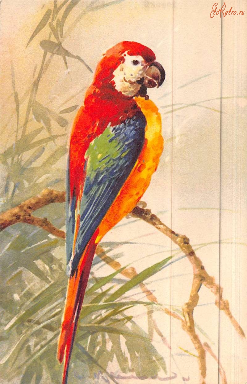 Ретро открытки - Красный попугай на ветке