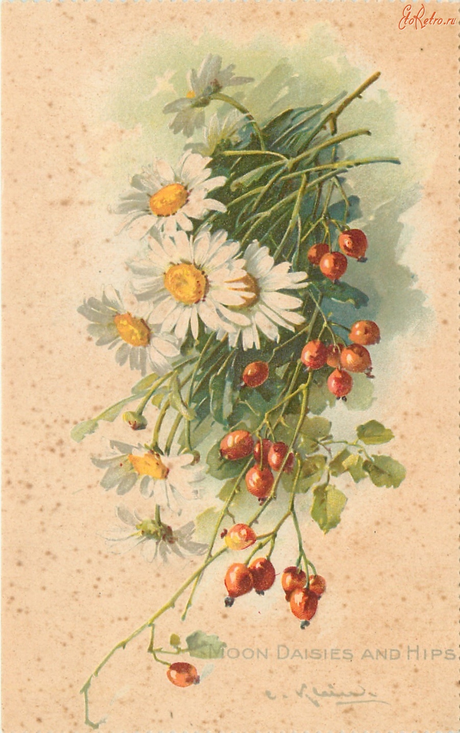 Ретро открытки - Луговые ромашки и ветка ягод  шиповника