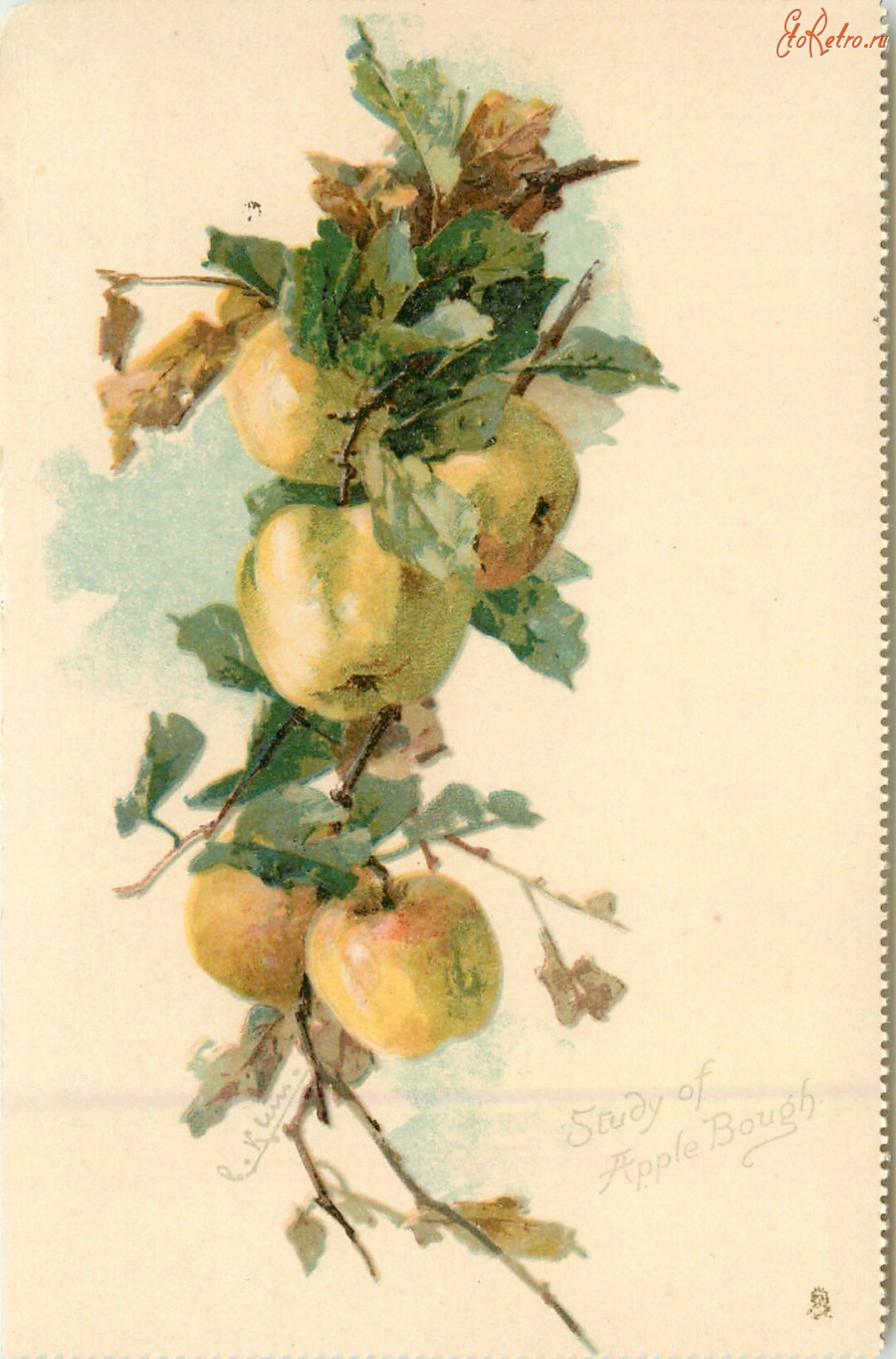 Ретро открытки - Натюрморт Ветка яблони
