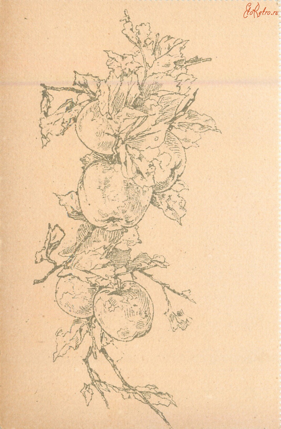 Ретро открытки - Натюрморт Ветка яблони