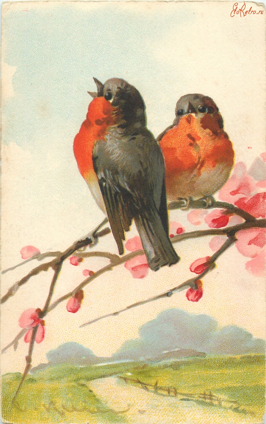 Ретро открытки - Две малиновки на цветущей ветке яблони